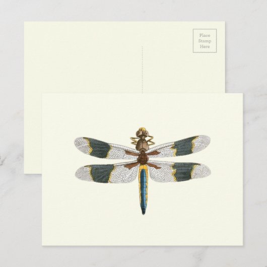 dragonfly-tekening Antiek snijpad Briefkaart (Voorkant / Achterkant)