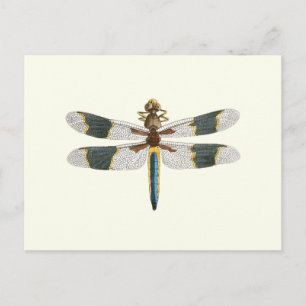 dragonfly-tekening Antiek snijpad Briefkaart