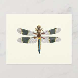  dragonfly-tekening Antiek snijpad Briefkaart