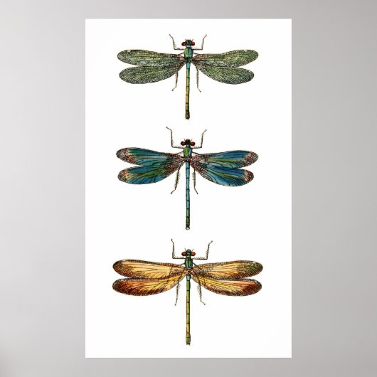 Dragonfly Trio Poster (Voorkant)