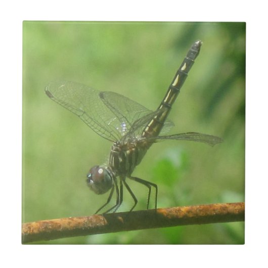 Dragonfly Trivet Tegeltje (Voorkant)