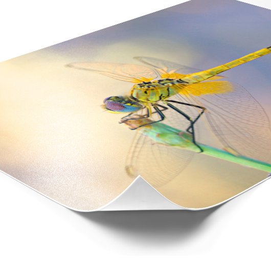 Dragonfly van diverse kleuren foto afdruk (Hoek)