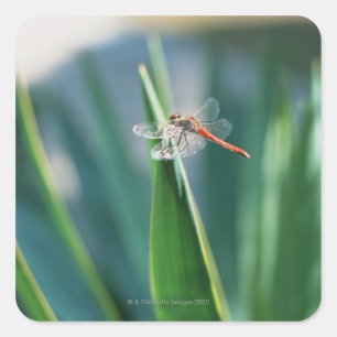Dragonfly Vierkante Sticker