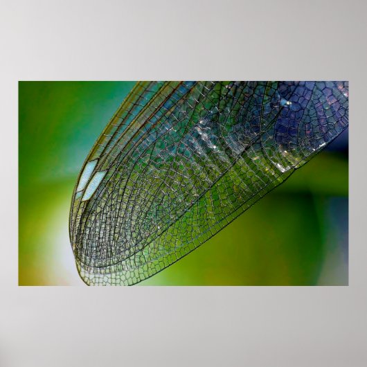 Dragonfly vleugels natuur dik insect poster (Voorkant)