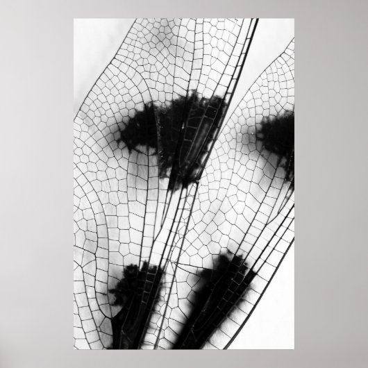 Dragonfly Wings Poster (Voorkant)
