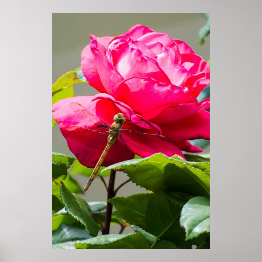 Dragonfly zit op de rode rozenbloem poster (Voorkant)
