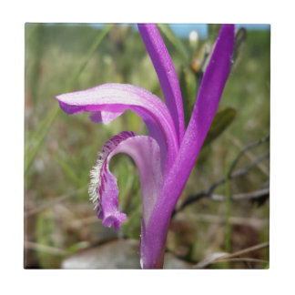 Dragon's Mouth Orchid (Arethusa bulbosa) Tegeltje
