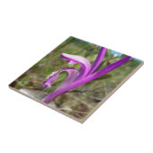 Dragon's Mouth Orchid (Arethusa bulbosa) Tegeltje (Zijkant)