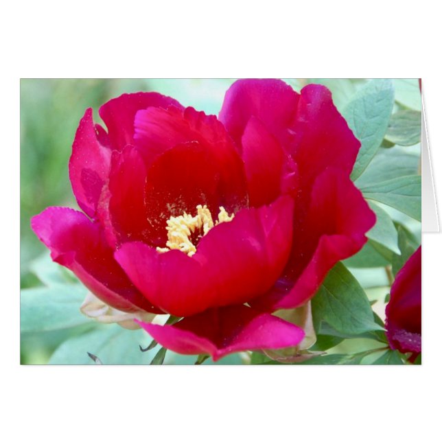 Dragons, TIgers en Peonies II (Voorkant Horizontaal)
