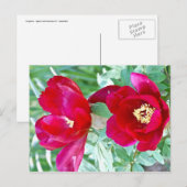 Dragons, tigers en pony's IV Briefkaart (Voorkant / Achterkant)