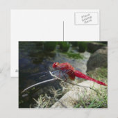 Dragonvlieg loopt op tak, sluit af briefkaart (Voorkant / Achterkant)