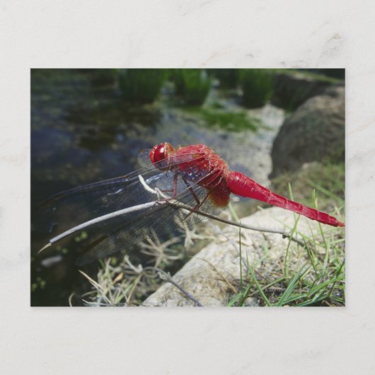 Dragonvlieg loopt op tak, sluit af briefkaart (Voorkant)