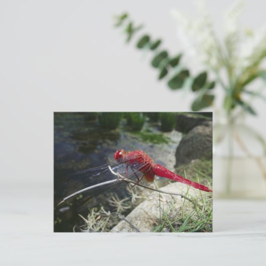 Dragonvlieg loopt op tak, sluit af briefkaart (Staand voorkant)