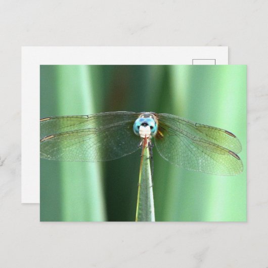 Dragonvlieg omhoog briefkaart (Voorkant / Achterkant)