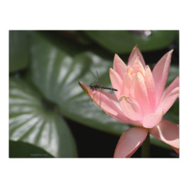 Dragonvlieg op een voorstadspond foto afdruk