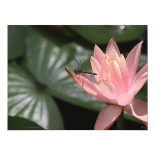 Dragonvlieg op een voorstadspond foto afdruk (Voorkant)