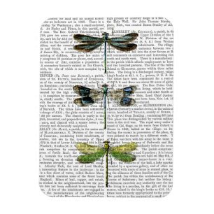 Dragonvliegen Afdrukken 3 Magneet