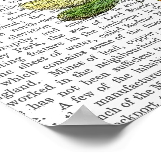 Dragonvliegen Afdrukken 3 Poster (Hoek)