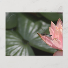 Dragonvliegen op een voorstadspond aankondigingskaart