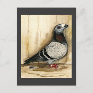 Dragoon Pigeon Blue Grizzle Briefkaart