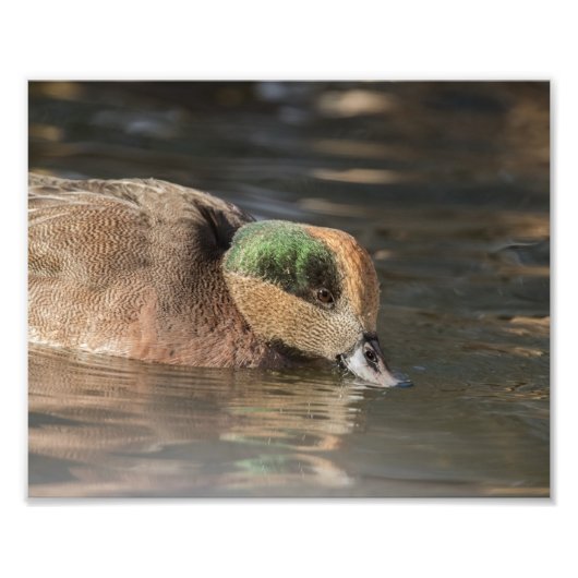 Drake American Wigeon Duck Foto Afdruk (Voorkant)