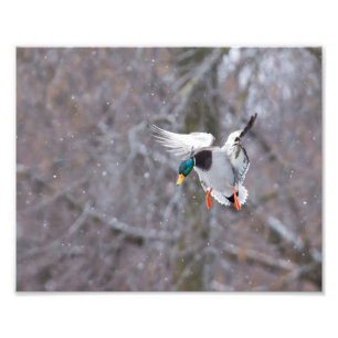 Drake Mallard Duck in Sneeuwfotografie Print Foto Afdruk