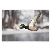 Drake Mallard-eend in vlucht: Foto afdrukken (Voorkant)