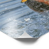 Drake Mallard maakt een grote spuit Foto Afdruk (Hoek)