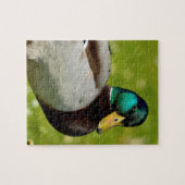 Drake mallard op gras legpuzzel (Horizontaal)
