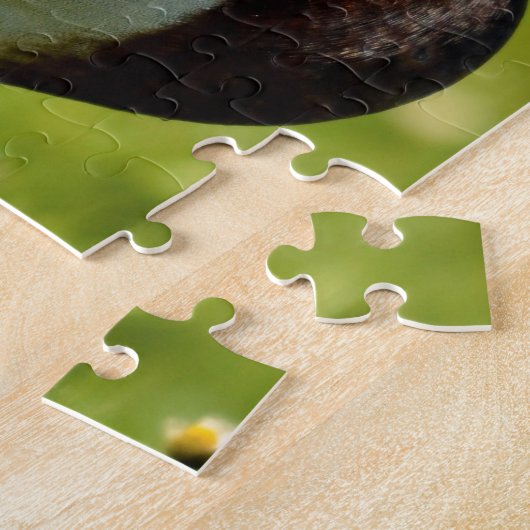 Drake mallard op gras legpuzzel (Zijkant)