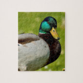 Drake mallard op gras legpuzzel (Verticaal)