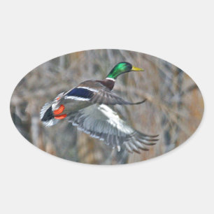 Drake mallard tijdens de vlucht ovale sticker