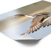 Drake Pintail Duck Takeoff in vlucht Foto Afdruk (Hoek)