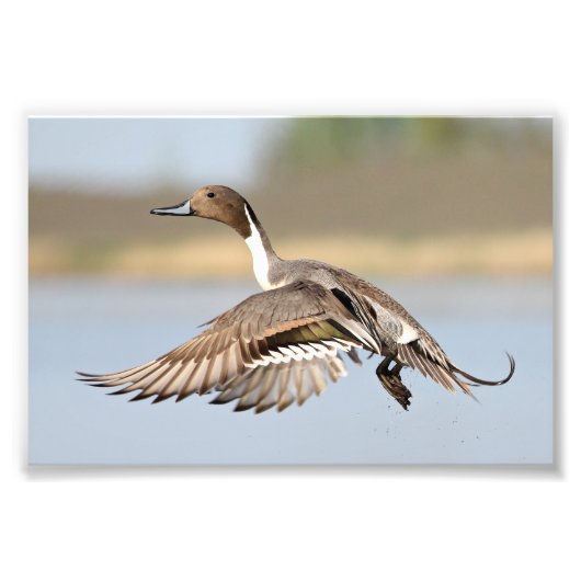 Drake Pintail Duck Takeoff in vlucht Foto Afdruk (Voorkant)