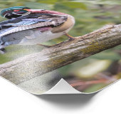 Drake Wood Duck op Log Photo Print Foto Afdruk (Hoek)