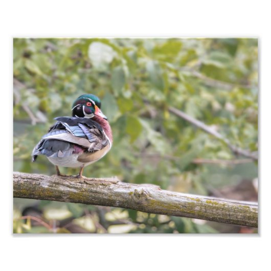 Drake Wood Duck op Log Photo Print Foto Afdruk (Voorkant)