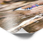 Drake Wood Duck "Secluded" Poster (Hoek)
