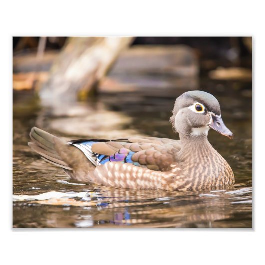 Drake Wood Duck "Secluded" Poster (Voorkant)