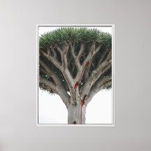 Drakenbloedboom Mystieke Surrealistische Natuur L