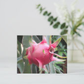 Drakenfruitteelt Briefkaart (Staand voorkant)