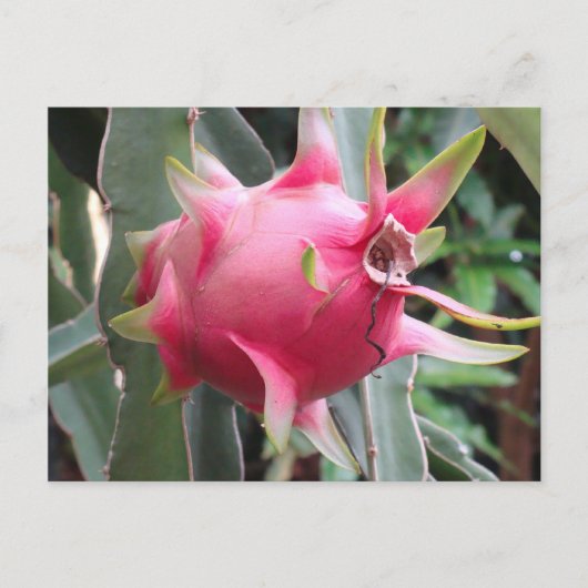 Drakenfruitteelt Briefkaart (Voorkant)