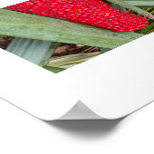 Drakenlelie Rode Zaadhoofd Botanisch Poster (Hoek)