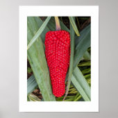 Drakenlelie Rode Zaadhoofd Botanisch Poster (Voorkant)