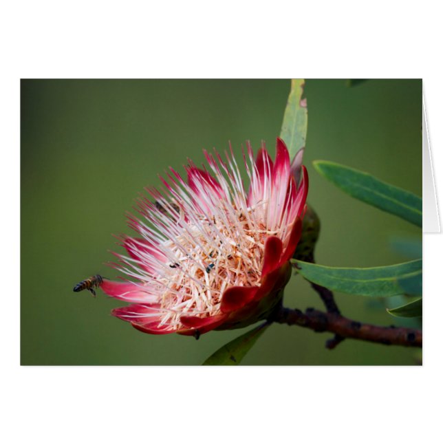 Drakensberg Sugarbush (Protea Dracomontana) (Voorkant Horizontaal)