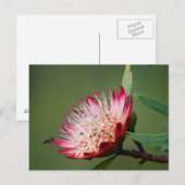 Drakensberg Sugarbush (Protea Dracomontana) Briefkaart (Voorkant / Achterkant)