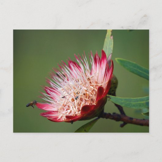 Drakensberg Sugarbush (Protea Dracomontana) Briefkaart (Voorkant)
