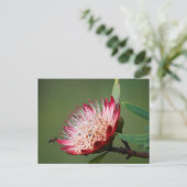 Drakensberg Sugarbush (Protea Dracomontana) Briefkaart (Staand voorkant)