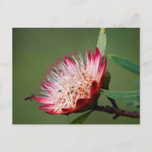 Drakensberg Sugarbush (Protea Dracomontana) Briefkaart
