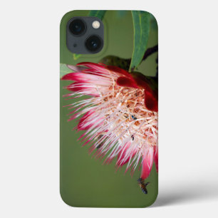 Drakensberg-suikerbos (Protea Dracomontana) Case-Mate iPhone Case