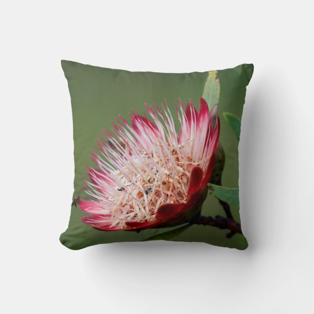 Drakensberg Suikerbos (Protea Dracomontana) Kussen (Voorkant)